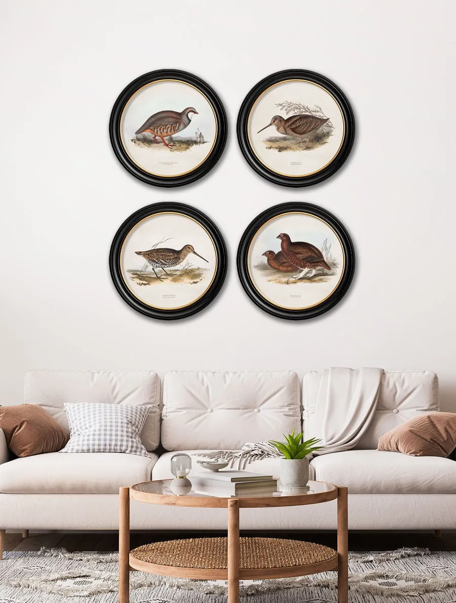 British Game Birds – Oxford Round Framed Print