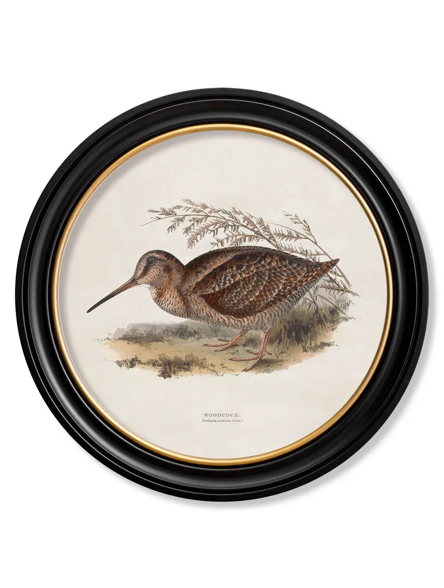 British Game Birds – Oxford Round Framed Print