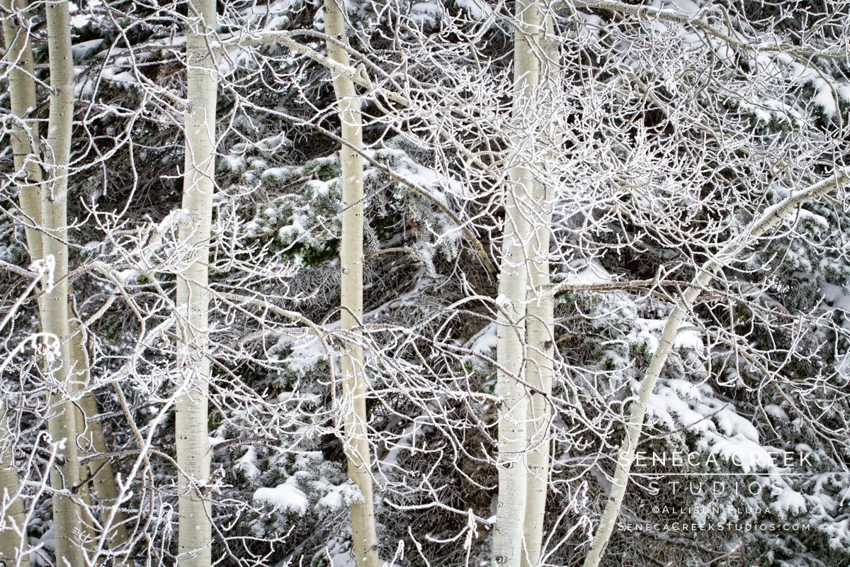 "Fresh Snow on Aspens and Evergreens, Wyoming" Fine Art Photographic Print